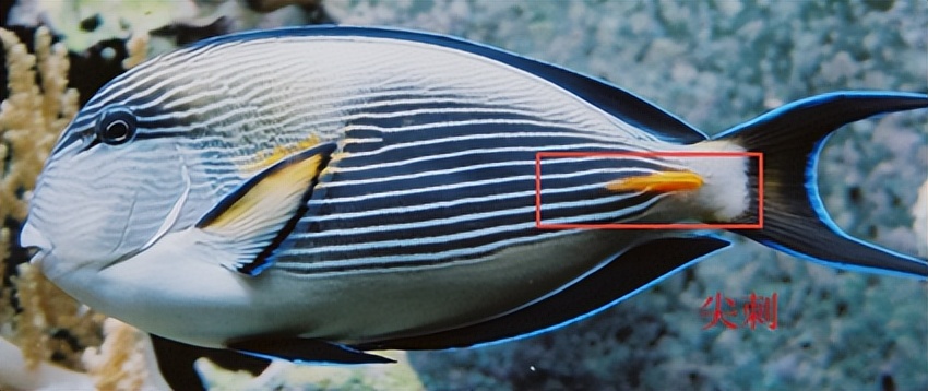 海缸入门,海缸入门背滤