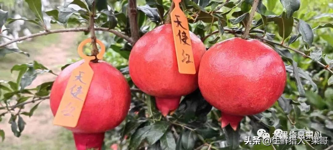软籽石榴的正确打开方法,多好的软籽石榴