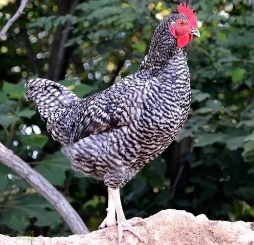 鸡翅木入选红木理由,鸡翅木最廉价的红木