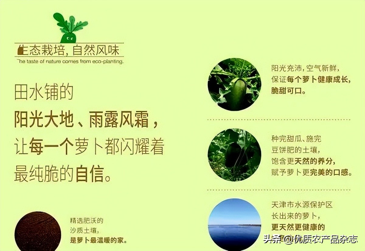 “卜”同凡响的田水铺萝卜