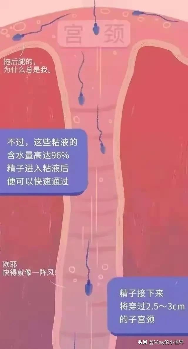 精子进入女性体内，会发生什么？