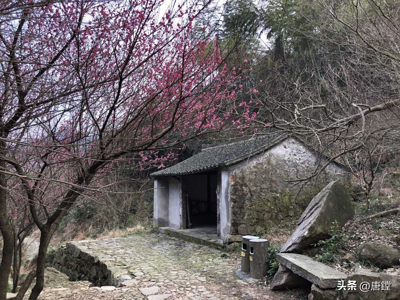 五磊寺的十里梅花径:追寻诗意仙境的心灵之旅