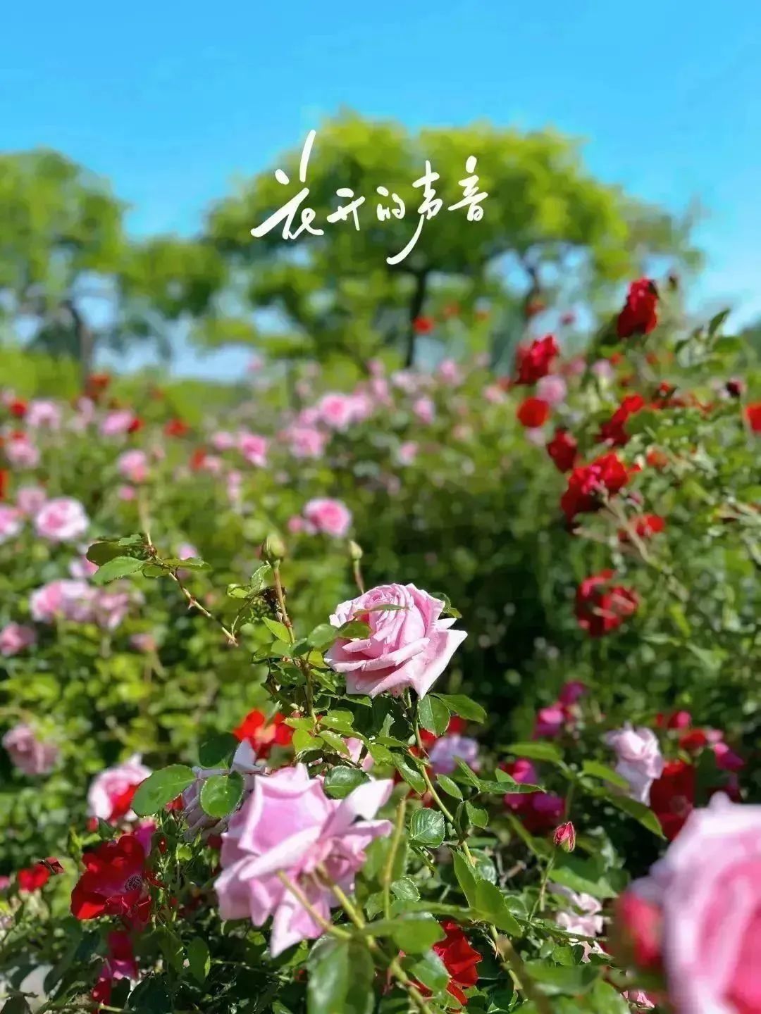 月季花开娇艳无比,月季花开得正烂漫