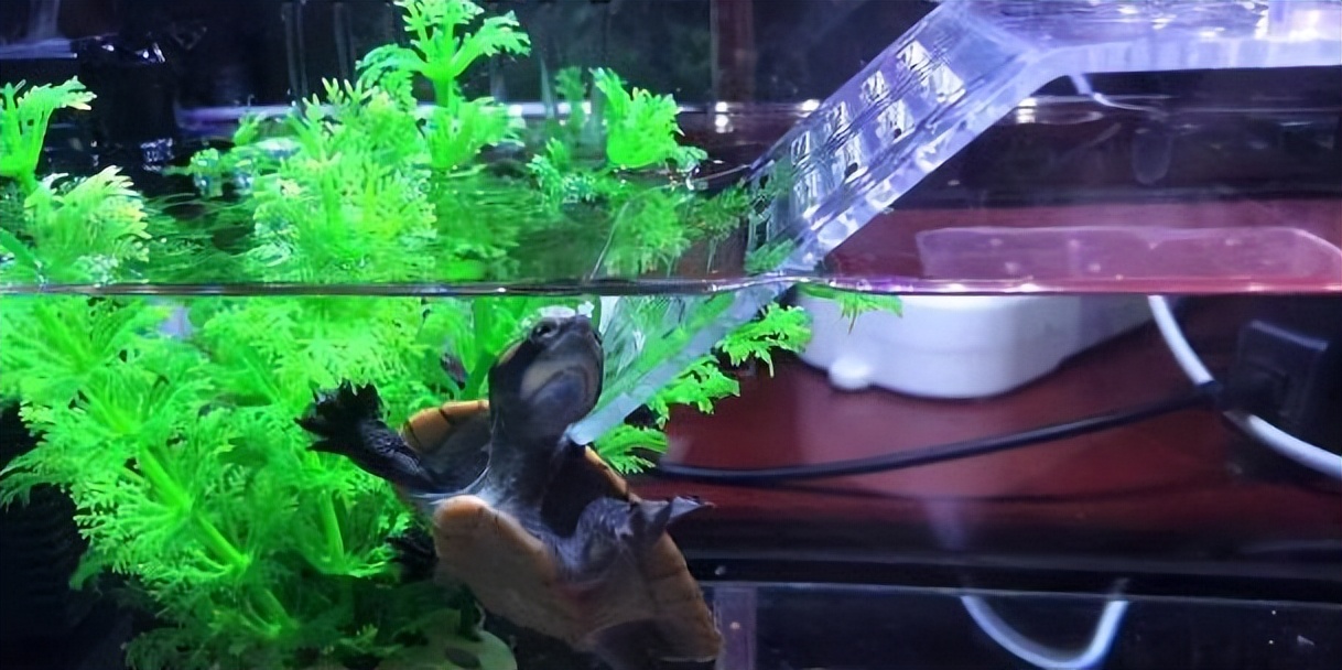 新到的小龟怎么养,小龟怎么养才能养好