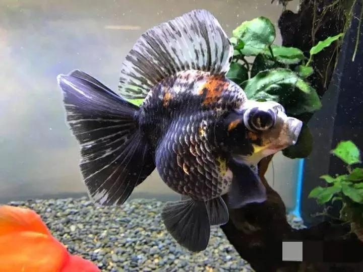 养金鱼七条有什么讲究,养金鱼的十大忌讳