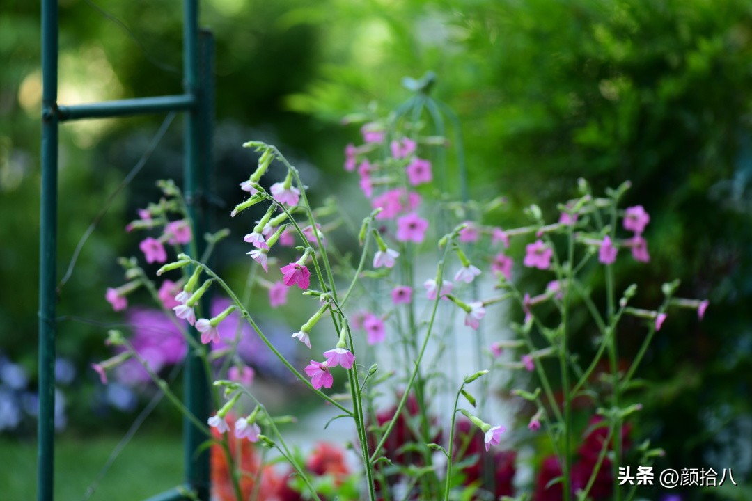 冬天开花的室外花卉盆栽,温室盆栽观花花卉植物