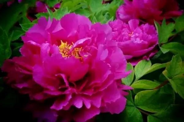 中国的国花是牡丹花吗,牡丹花世界名花