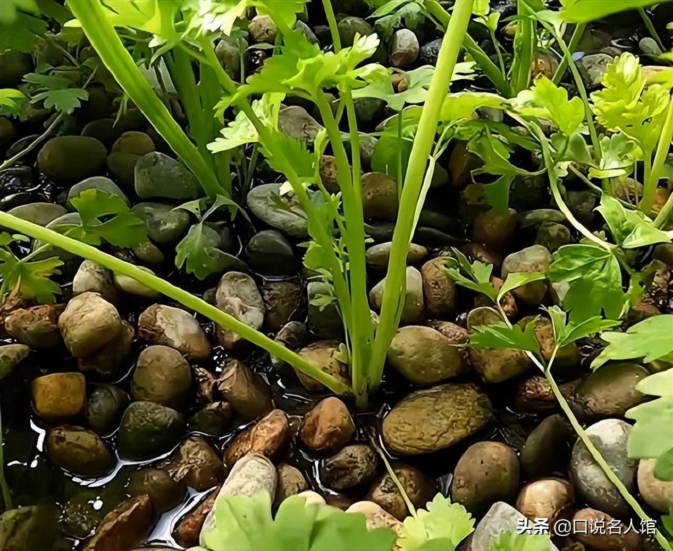 上海奇人：养鱼不换水，种菜不施肥，年入3600万，疫情在家也不愁