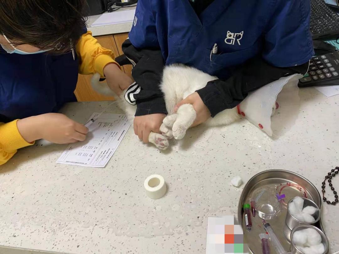 给猫咪看病的钱比猫还贵,去宠物医院给猫看病花多少钱