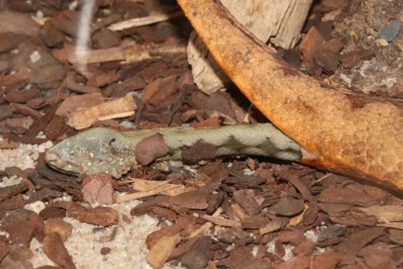 「原来欧洲有这么多种蛇？！」偷师卡塞尔的豢龙大师·下