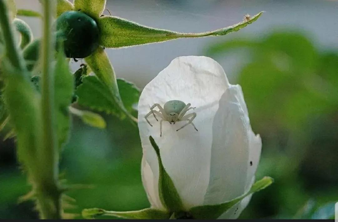 玫瑰花和蔷薇三姐妹,月季玫瑰蔷薇三姐妹的区别