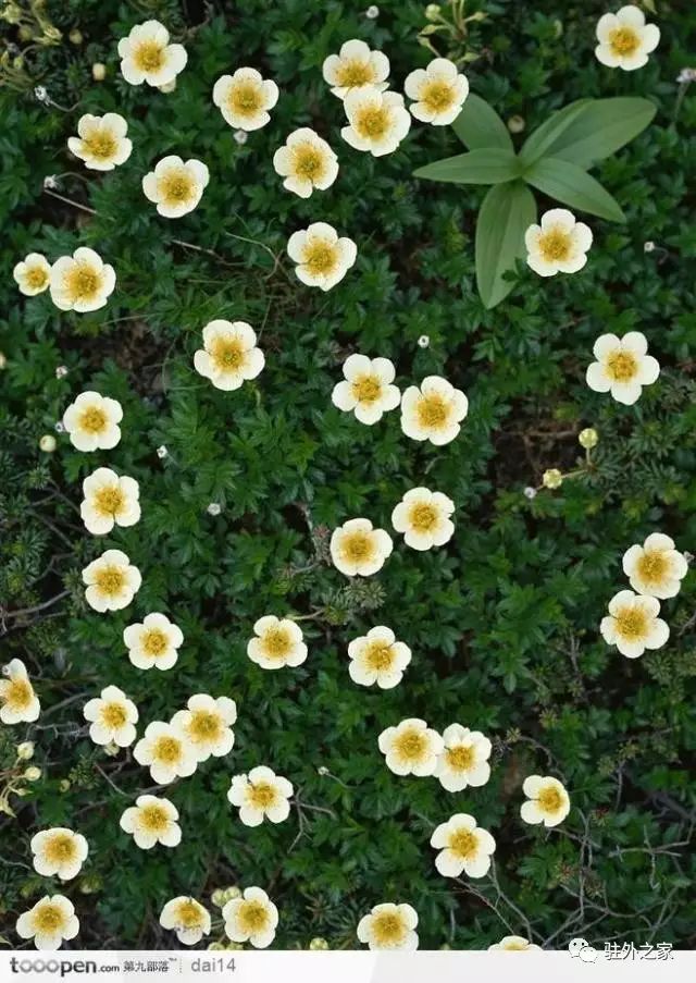 驻外人的“花花世界”——且看菜园变花园