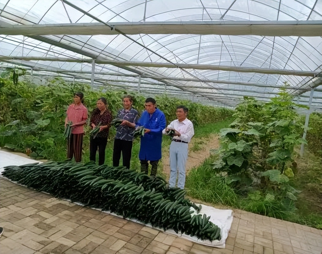 种菜致富大户带领村民致富,新干乡下农场