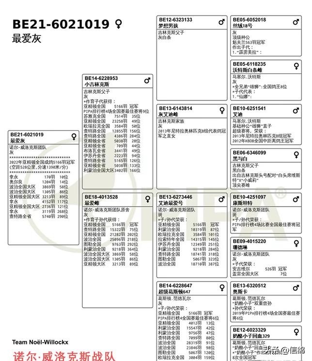 “奶酪”基因就是强大，只要一沾血就能飞冠军，亚精顿III再夺冠
