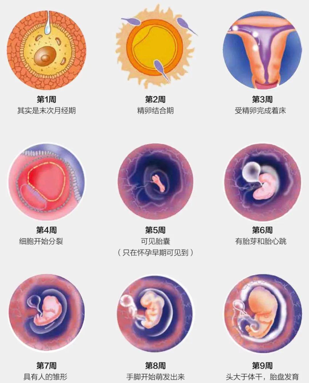 孕期妈妈的成长与心灵蜕变,孕期营养好宝宝更健康