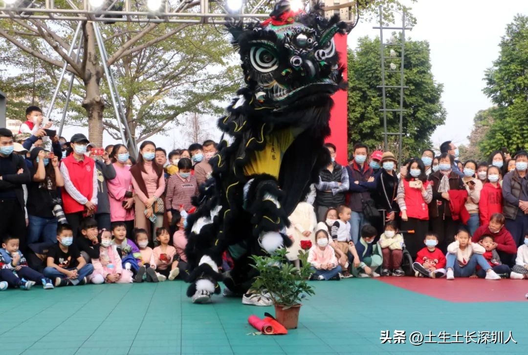 醒狮采青的青有什么材料,醒狮采青的过程正确的顺序