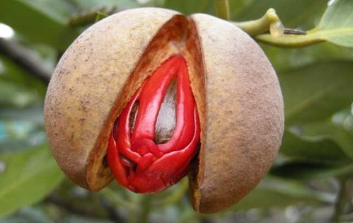 肉蔻与白豆蔻在香料中的区别,调料草寇和肉蔻有什么区别