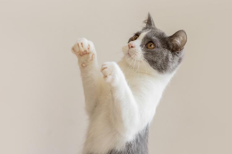 什么猫咪最好养而且不怎么生病,什么猫咪好养不容易生病