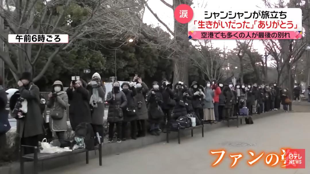 日本那么多熊猫为什么都喜欢香香,为什么日本有那么多熊猫