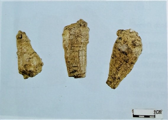 中医三七药材标准,三七真假对比图片三七主治