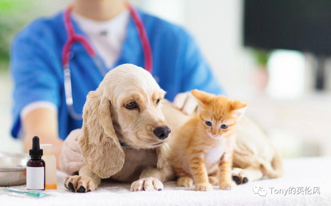 英国养猫宠兔,英国养猫开销