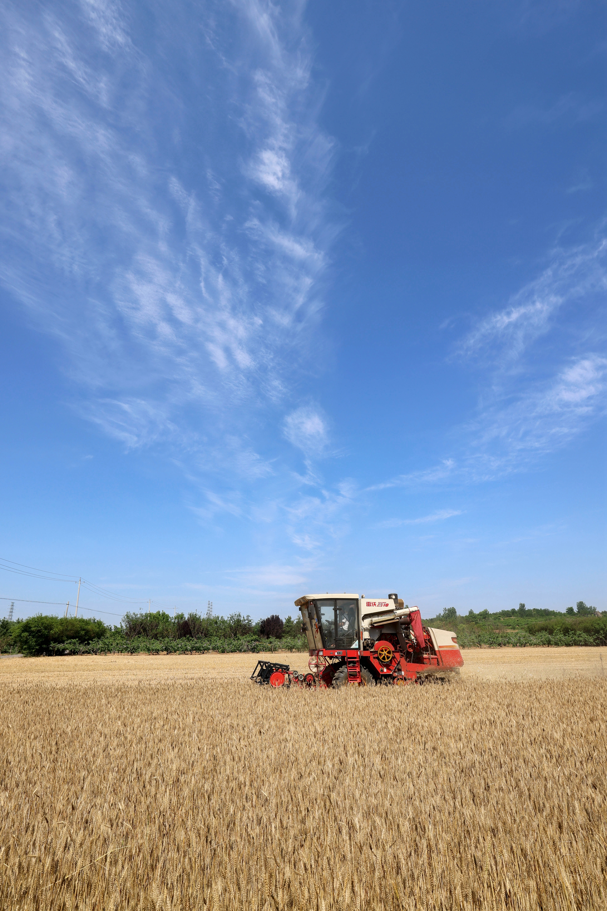 小麦丰收的画卷在错水河畔铺展，徐村麦浪滚滚，“丰”景如画