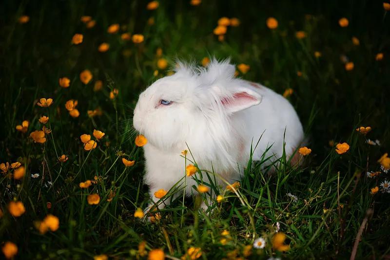 素食宠物食品,素食宠物零食有哪些品种