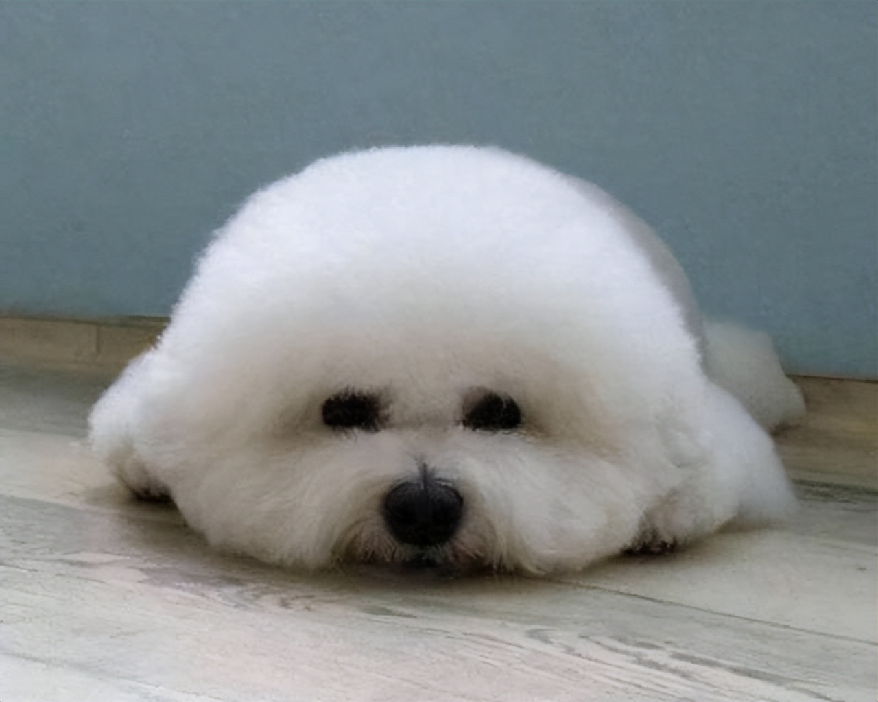 比熊尾巴下垂是什么病,比熊眼圈发红是什么病