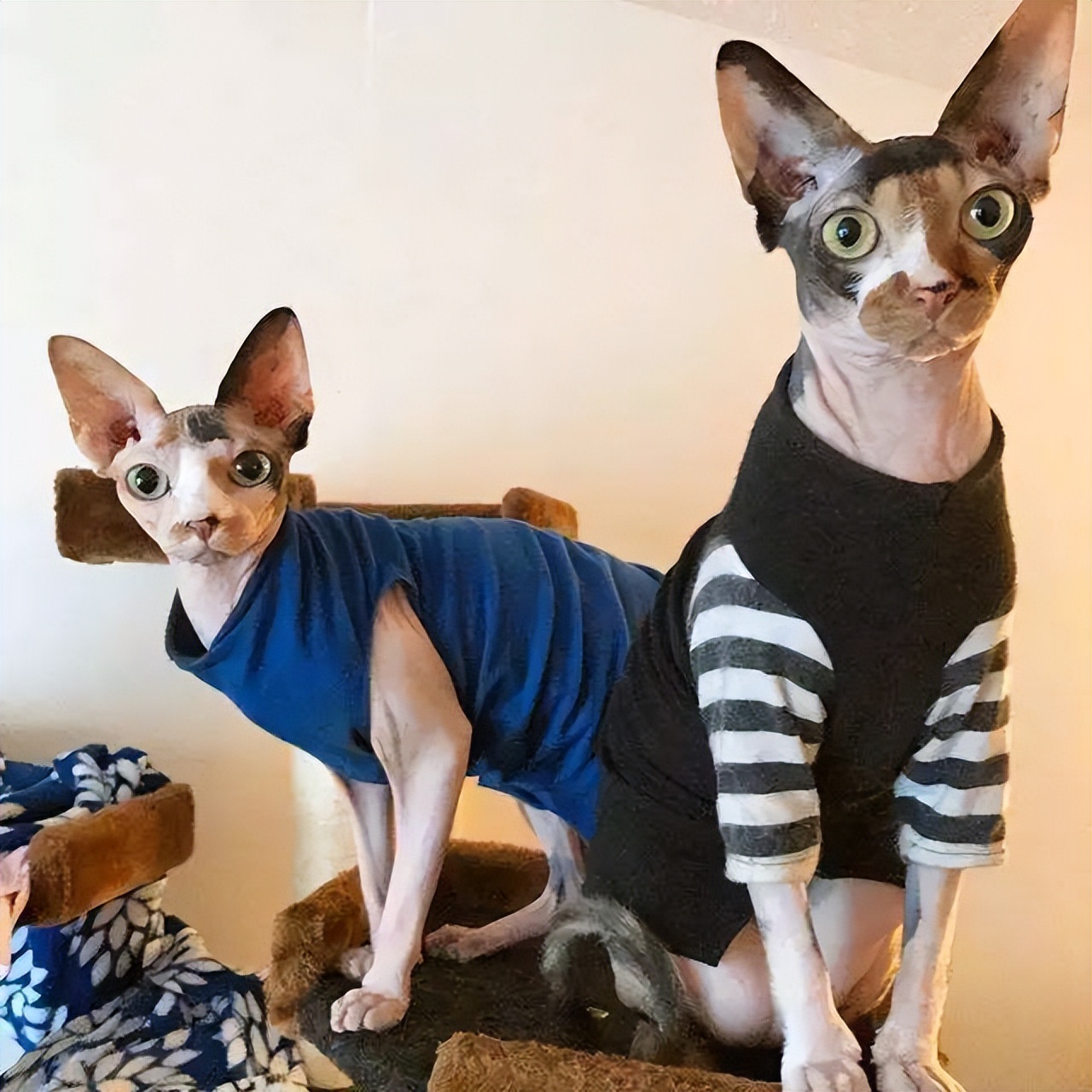 英短蓝白猫寿命一般多少年,这几种猫很乖巧适合家养