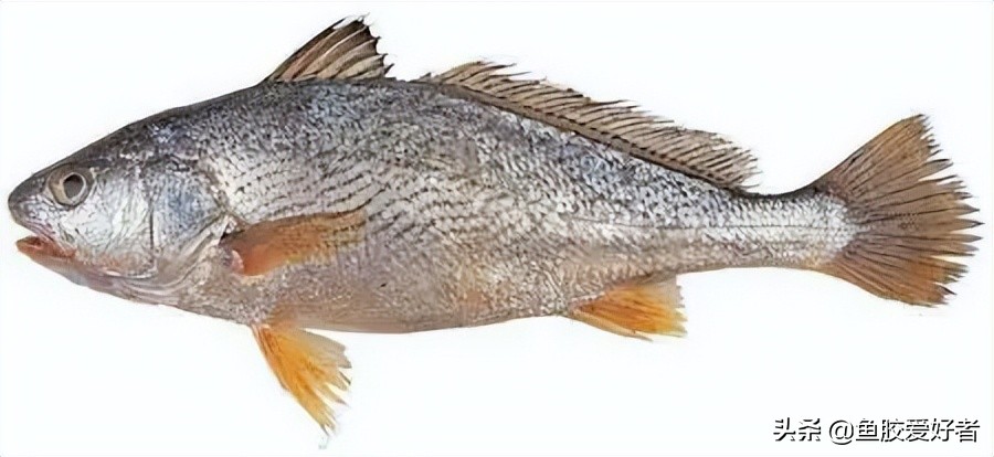 白花胶跟黄花胶的价格,白花胶顶级花胶价格表