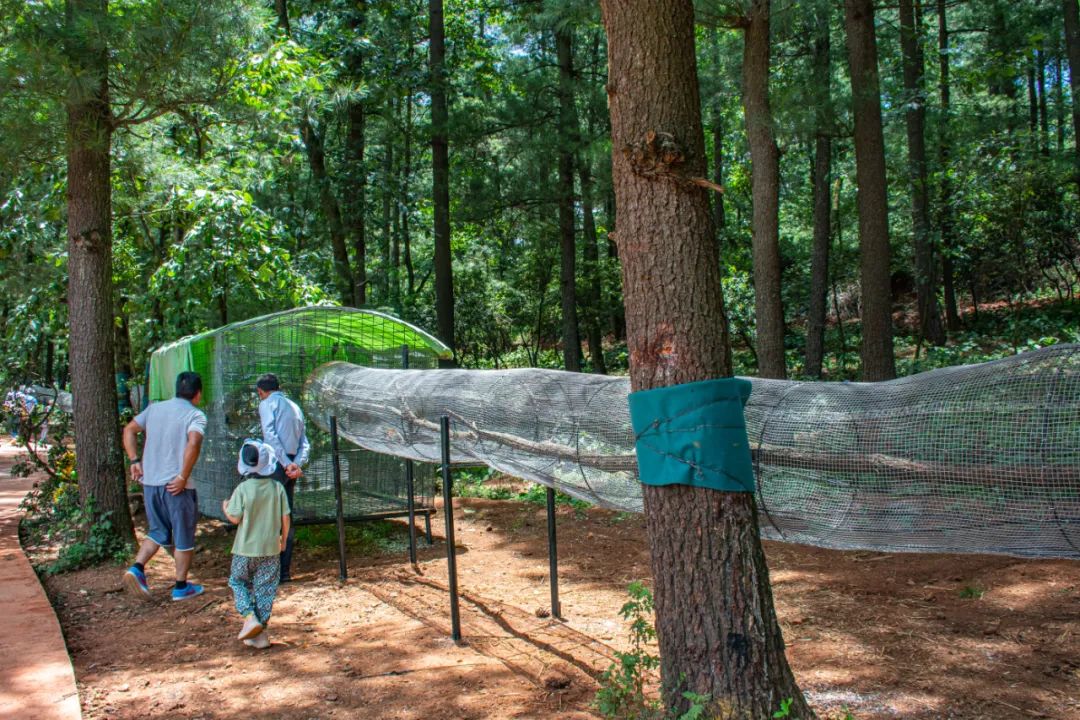 昆明五一露营建议去哪玩,昆明周边郊游露营