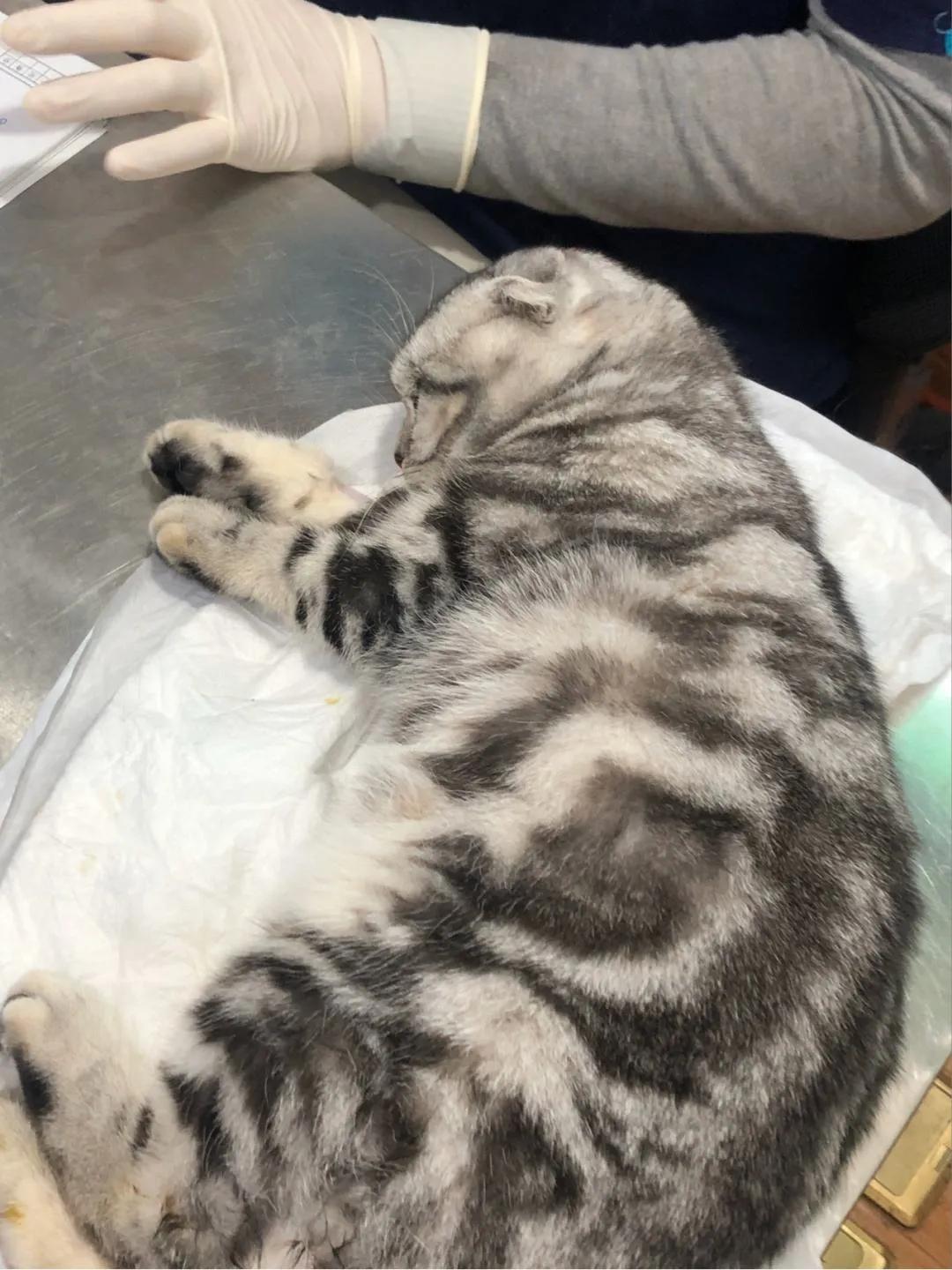 猫咪尿闭在家里急救办法,猫咪尿闭抽出来都是血很严重吗