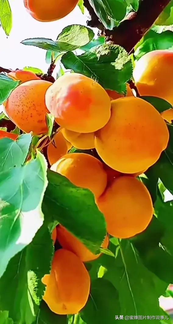 壁纸美图,各种水果,果香四溢,酸甜可口,丰收的喜悦