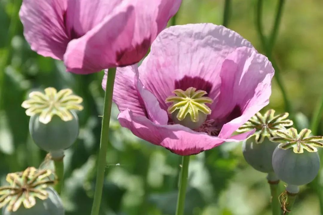 这些东西看起来“人畜无害”，竟然都是*品毒**！