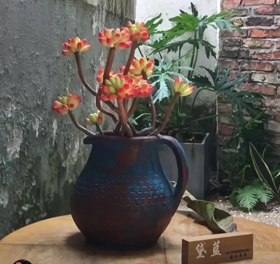 最具有观赏性的多肉植物,颜值高又好养活的多肉植物