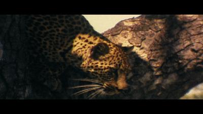 一黑到底、尺度炸裂，这种片子太有意思了