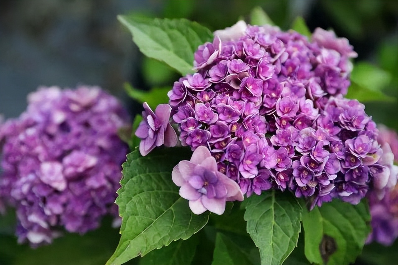 夏季最宜养花草有哪些品种,夏季养花草推荐