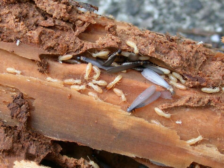 白蚁危害等级评价标准,白蚁的危害及防治方法