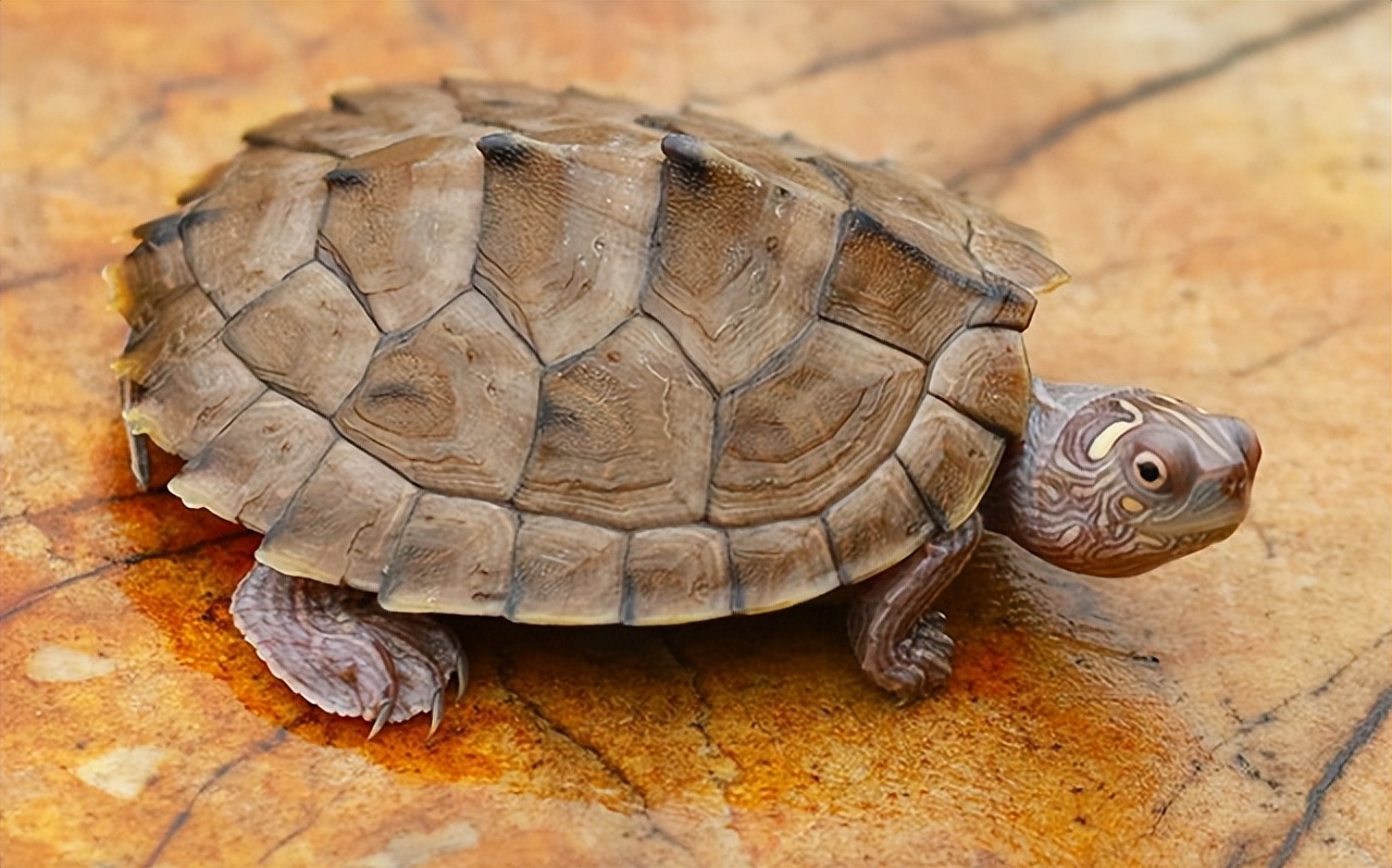 冬天新手养龟的最佳方法,新手养龟需要恒温器吗