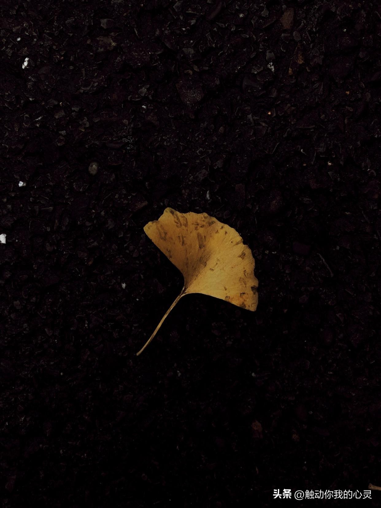 很烦很累的心情说说,高中生不听话很累很烦的说说