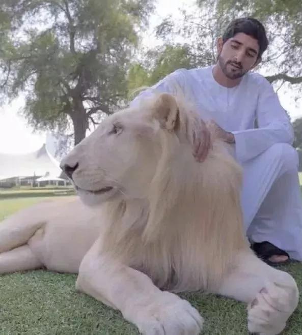 迪拜王子哈曼丹和哥哥拉希德,迪拜王子哈曼丹写的诗