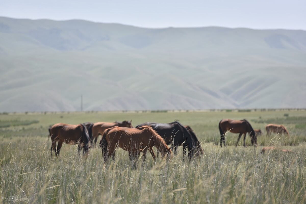 遥远的骑兵——我们的马