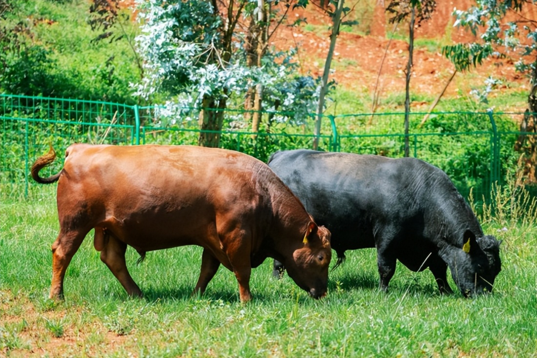 鹏和境牛2023年成都区域招商大会圆满举行