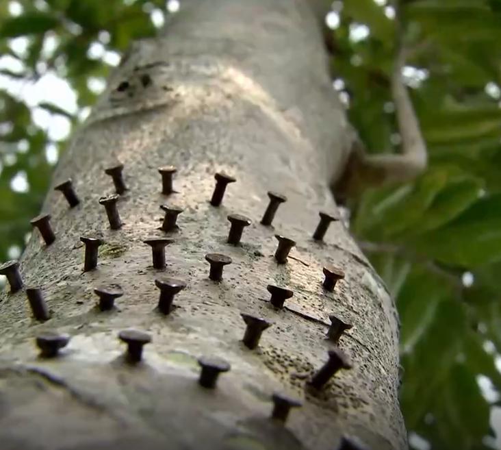 男子烧山被抓种树一万株,福建男子放火获刑11年