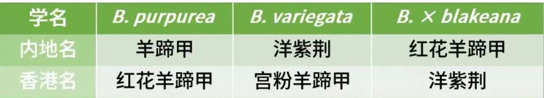 南方人爱不够的紫荆花，北方人懵了：“这哪儿是紫荆花啊？”