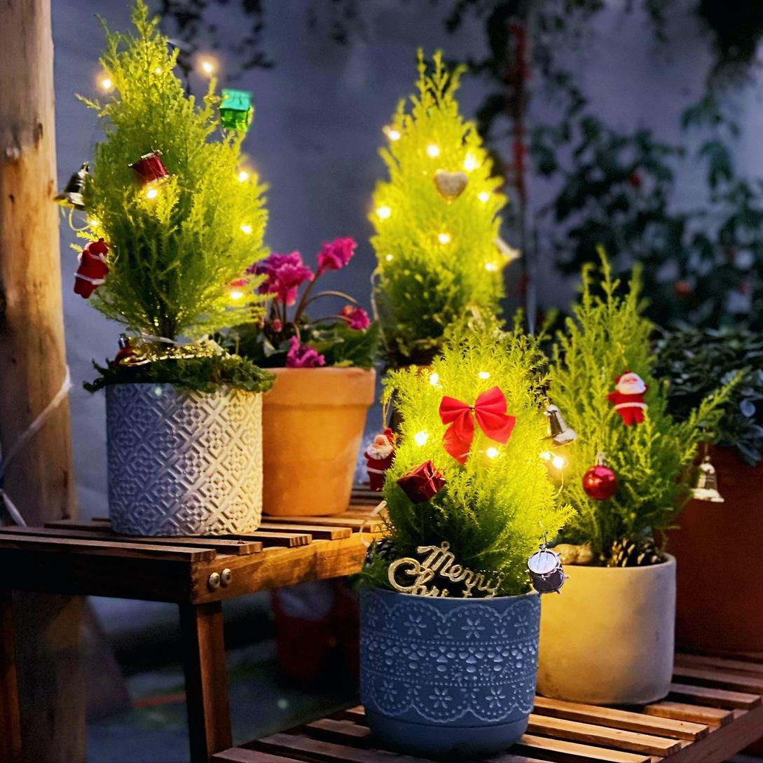 家庭盆景既好养又有观赏价值,各种小盆景大全图片