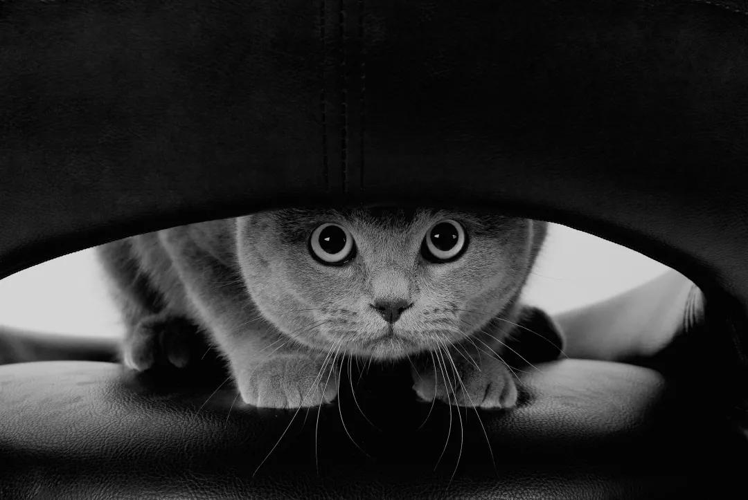 猫的心思藏不住,猫的心思藏不住什么意思