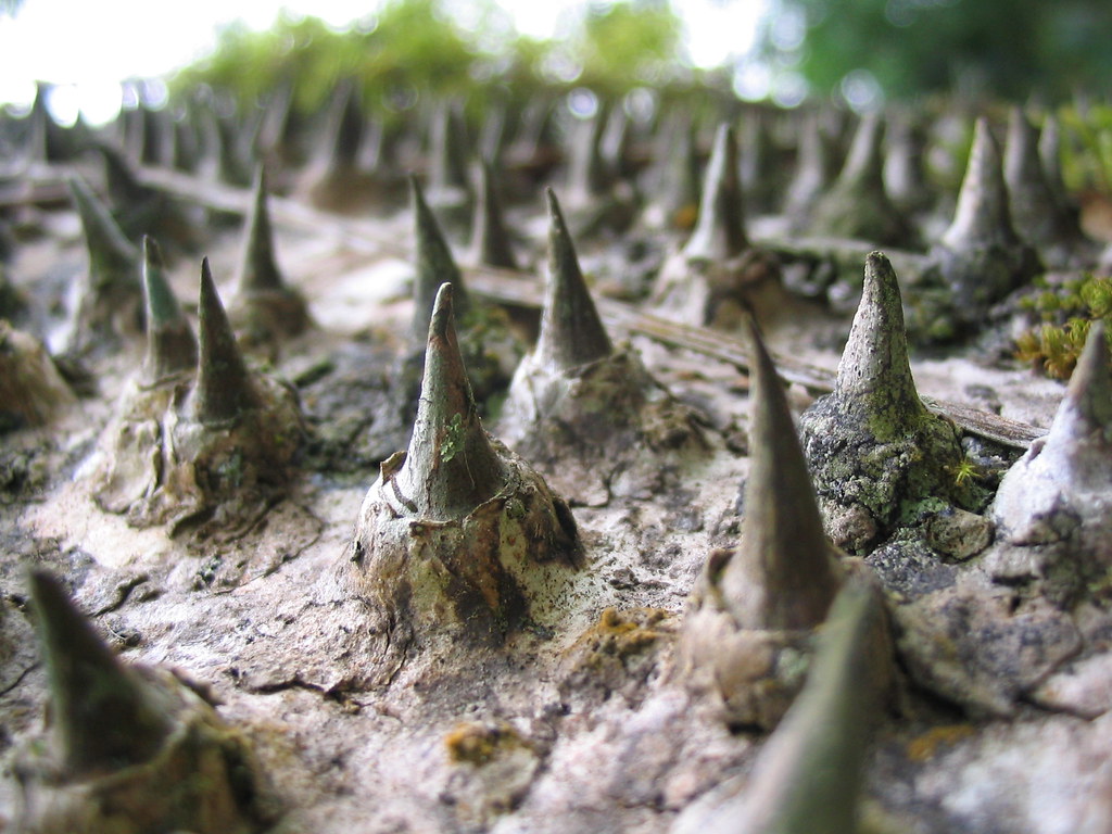 世界上最危险的十种树排行完整,史上最危险的4种树