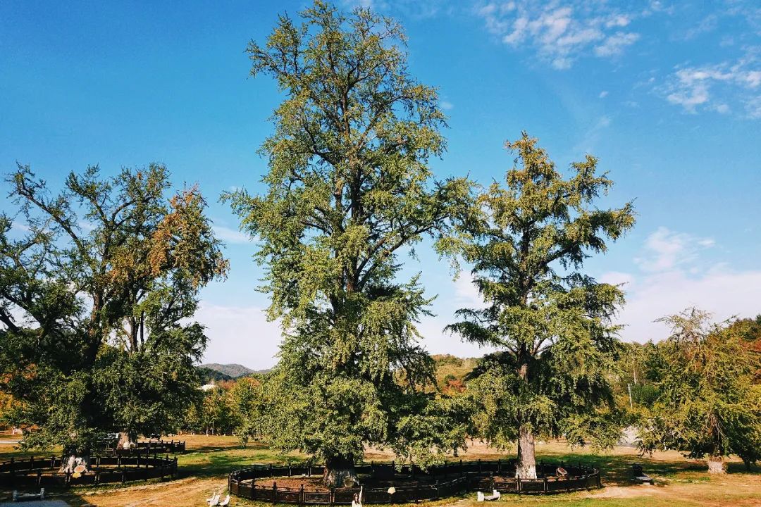 随州旅游景区夜景,随州大洪山金顶看日出