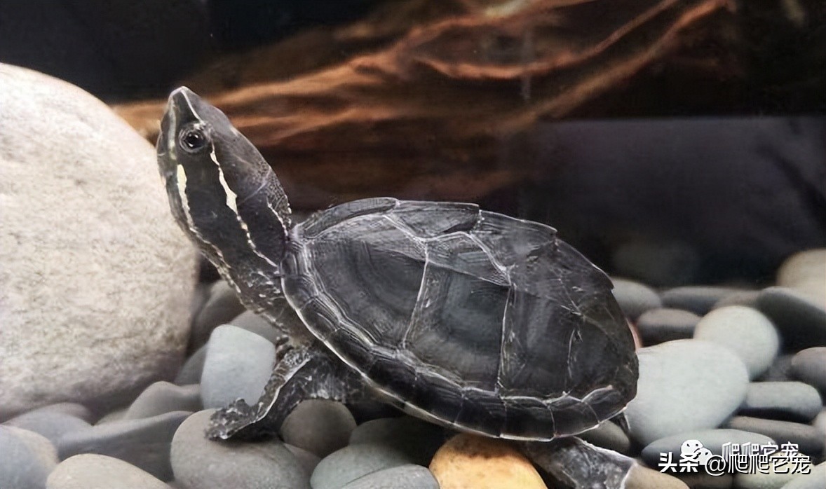 看看哪些三位数龟类性价比高！